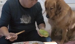 金毛夫妻吃瓜视频,萌态十足引网友热议