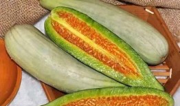 甘瓜又脆又甜怎么吃视频