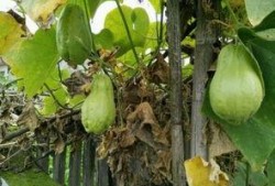 土耳瓜要怎么吃才好吃视频,视频教你如何烹饪出最佳口感