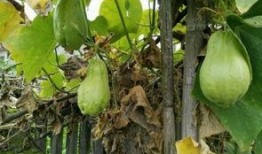 土耳瓜要怎么吃才好吃视频,视频教你如何烹饪出最佳口感