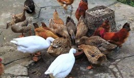 什么瓜不能喂鸡鸭吃呢视频,哪些瓜类不宜喂食鸡鸭，避免健康风险