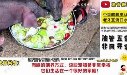 老外吃麒麟瓜视频播放,品尝中国独特美味，视频播放引发热议