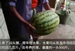 什么叫天天吃瓜视频