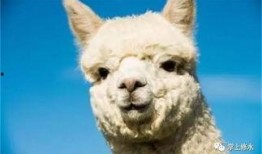 吃瓜羊驼视频大全,趣味视频大盘点