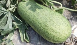 梦中吃瓜视频大全,揭秘梦中吃瓜视频大全的奇幻世界