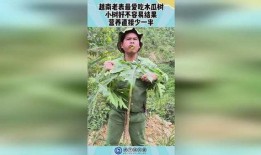 越南老表吃瓜视频播放,揭秘东南亚独特美食文化
