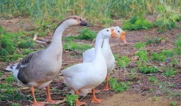 三月瓜可以喂鹅吃吗视频,鹅的天然美食探索之旅
