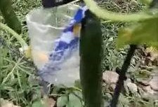 鹿苑事件吃瓜最新视频,真相大白，吃瓜群众热议不断