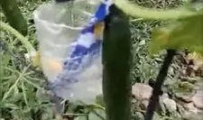 鹿苑事件吃瓜最新视频,真相大白，吃瓜群众热议不断