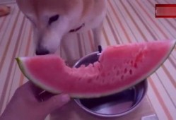 每日吃瓜播报视频