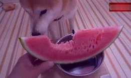 每日吃瓜播报视频