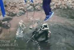 吃瓜的鳄鱼视频大全下载,趣味横生的动物世界瞬间