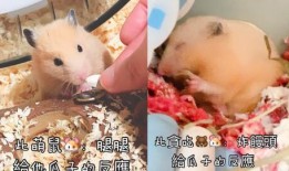 小仓鼠吃瓜纸会死吗视频,揭秘宠物安全的警示故事