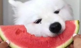 吃瓜群众幺蛾子视频大全,视频大全里的趣味人生