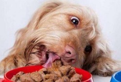 给狗狗吃瓠瓜好吗视频大全