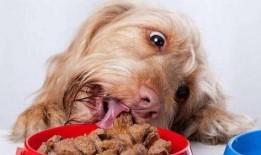 给狗狗吃瓠瓜好吗视频大全