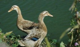 鸭子吃瓜搞笑视频,鸭子吃瓜搞笑瞬间大盘点