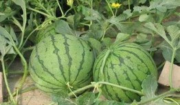 带你吃瓜的重庆视频,带你吃瓜重庆，感受麻辣风情