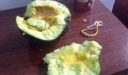 水晶瓜没有籽可以吃吗视频,轻松享用无籽美味