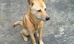 土狗吃白瓜好吗图片视频,趣味瞬间捕捉