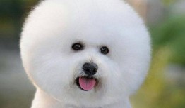 比熊吃煮瓜的视频,煮瓜美食之旅