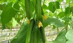 慈周寨吃瓜视频,揭秘乡村生活趣味瞬间