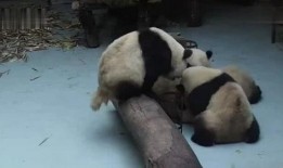 吃瓜大熊猫视频大全集,趣味视频大全集回顾