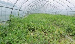 最高温度吃瓜视频,最高温度吃瓜视频带你清凉一夏