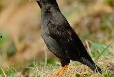 吃瓜少女八哥视频大全下载,吃瓜少女八哥视频大全下载攻略