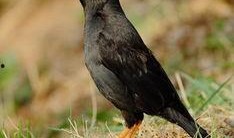 吃瓜少女八哥视频大全下载,吃瓜少女八哥视频大全下载攻略