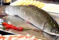 韩国吃货八瓜鱼视频大全