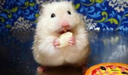 仓鼠可以哈密瓜吃吗视频,揭秘哈密瓜在仓鼠饮食中的奥秘