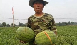 金乡吃瓜被砍事件视频,悲剧发生，视频揭露惊人真相