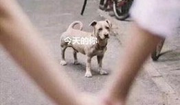 吃瓜群众舔狗视频大全,吃瓜群众揭秘网络现象背后的心理真相