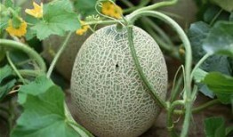 二个孩子吃哈密瓜的视频,双娃共享哈密瓜甜蜜时光