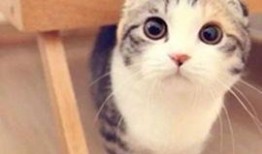 小猫可以吃瓜饼吗视频讲解,揭秘猫咪饮食之谜