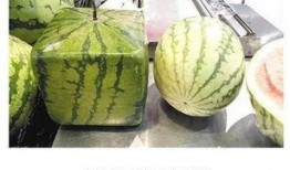 一夜暴富吃瓜视频大全集,揭秘吃瓜视频大全集