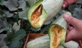 只吃削皮的瓜能减肥吗视频,真的能助你瘦身成功吗？