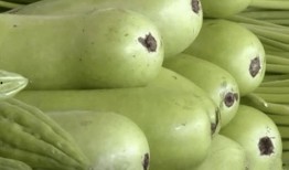 网红吃葫芦瓜视频,趣味横生引网友热议