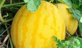 吃海瓜的视频大全,视频大全带你领略海洋美味之旅