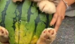 小瓜怎么弄给狗狗吃视频